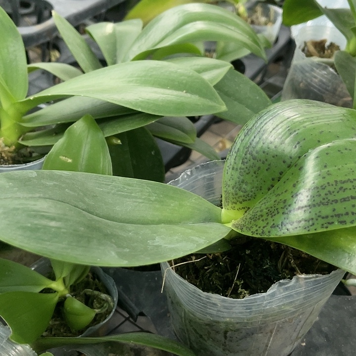 当前无花栽培后可以开花国王
