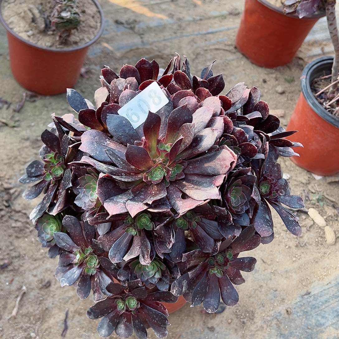 紫砂茶宠掐心赤焰莲老桩608