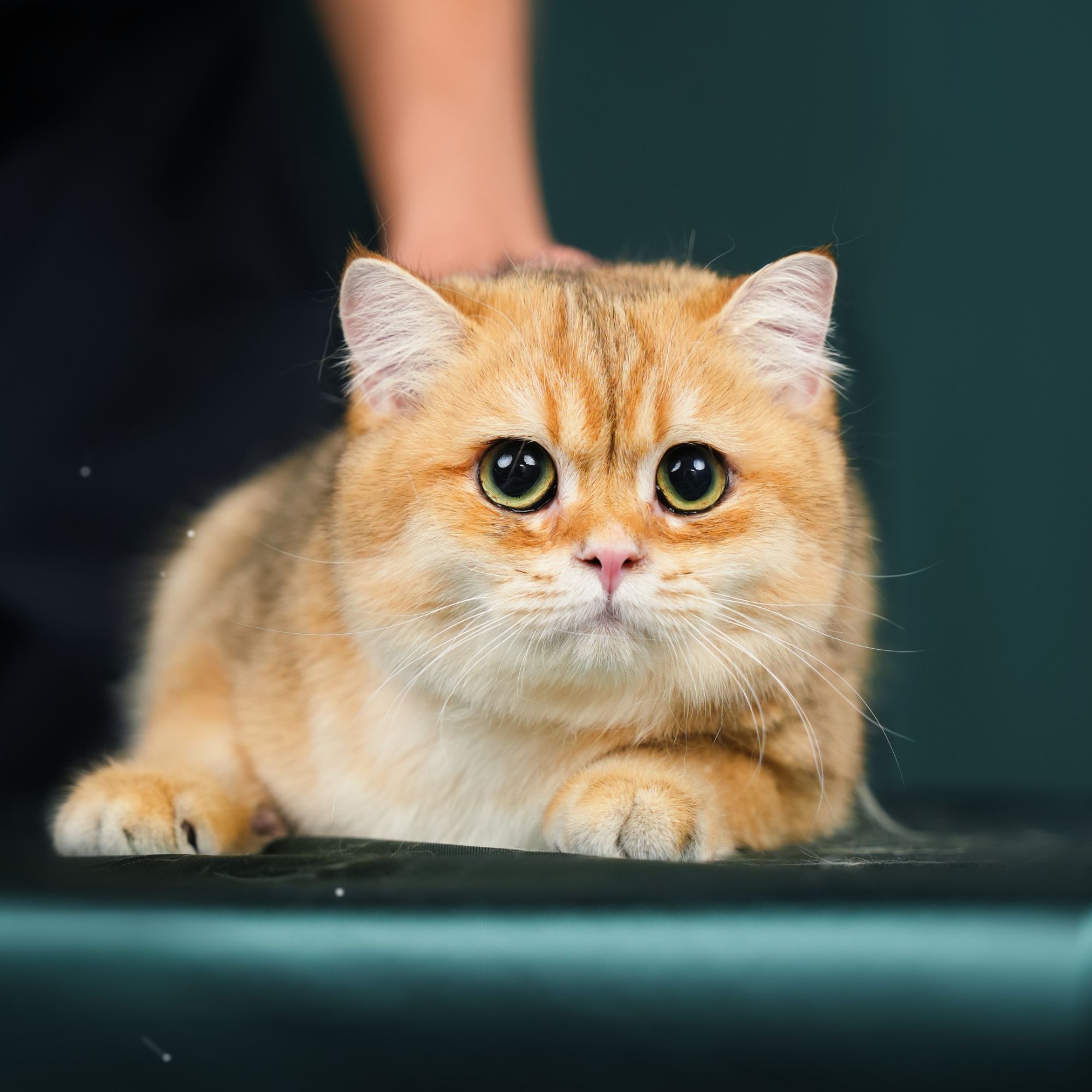 艾萌宠物金渐层弟弟苏苏