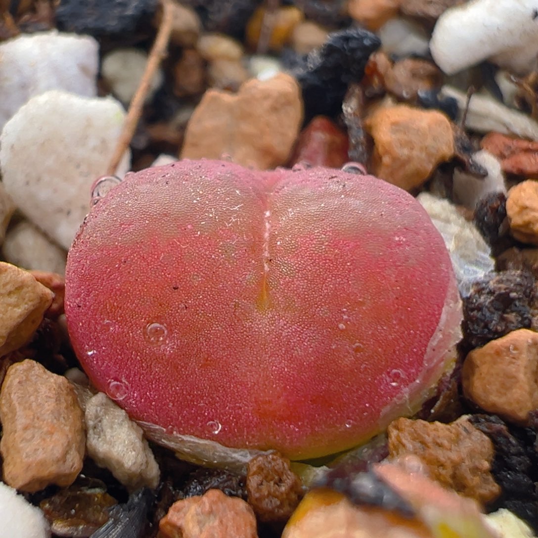 119多肉植物百科知识