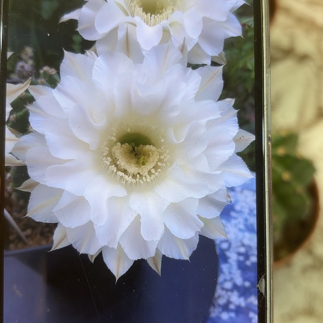 彩草青青天使8公分左右