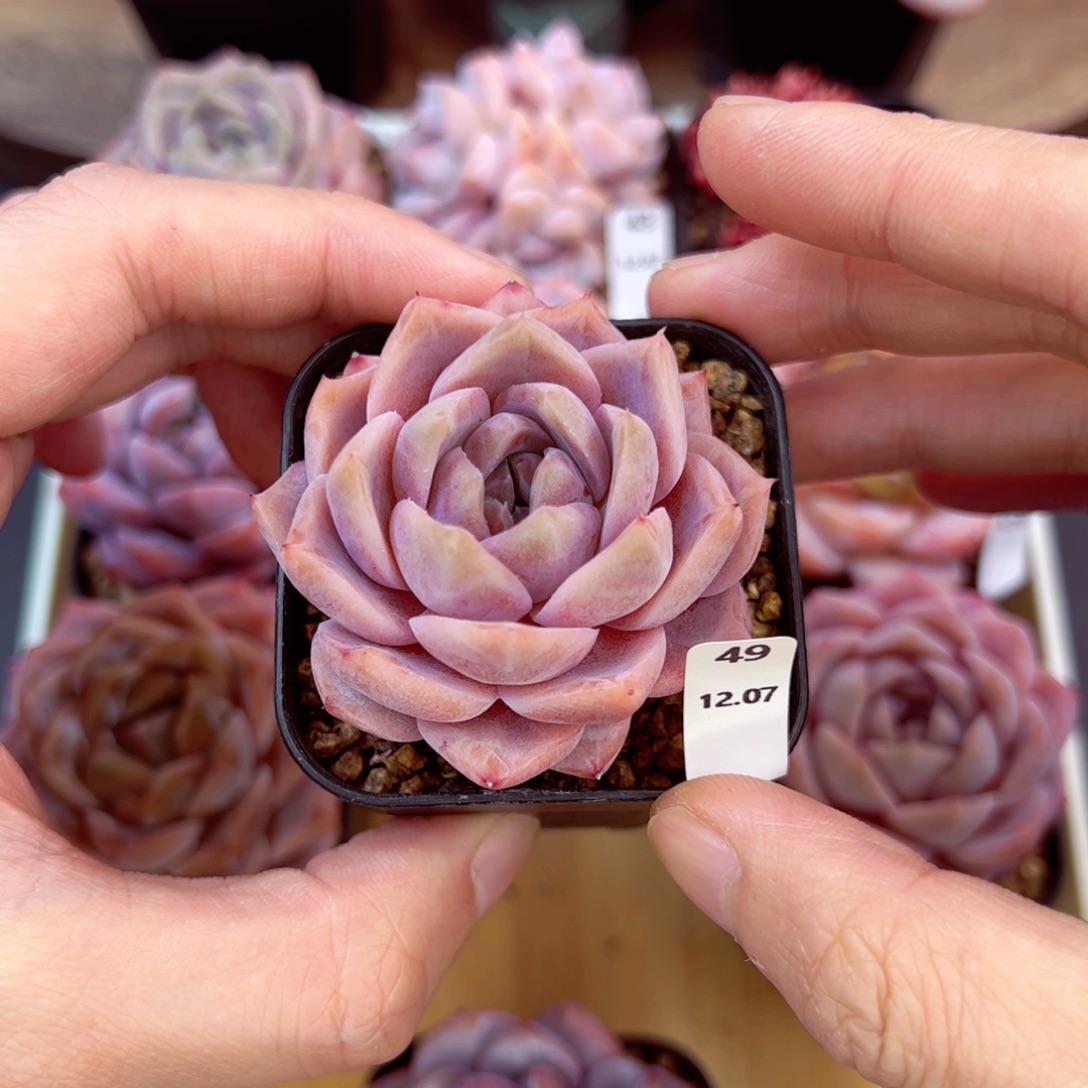 好好看49、哈哈哈哈