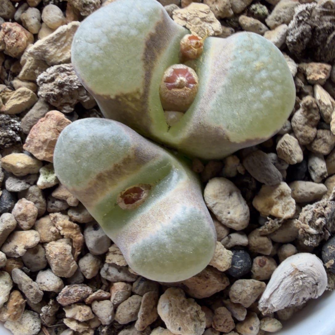 磁铁母本福利一颗483号