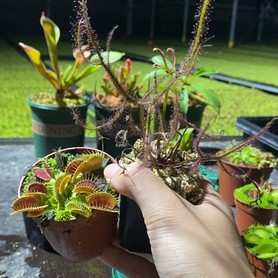 完全开放大嘴 多叉