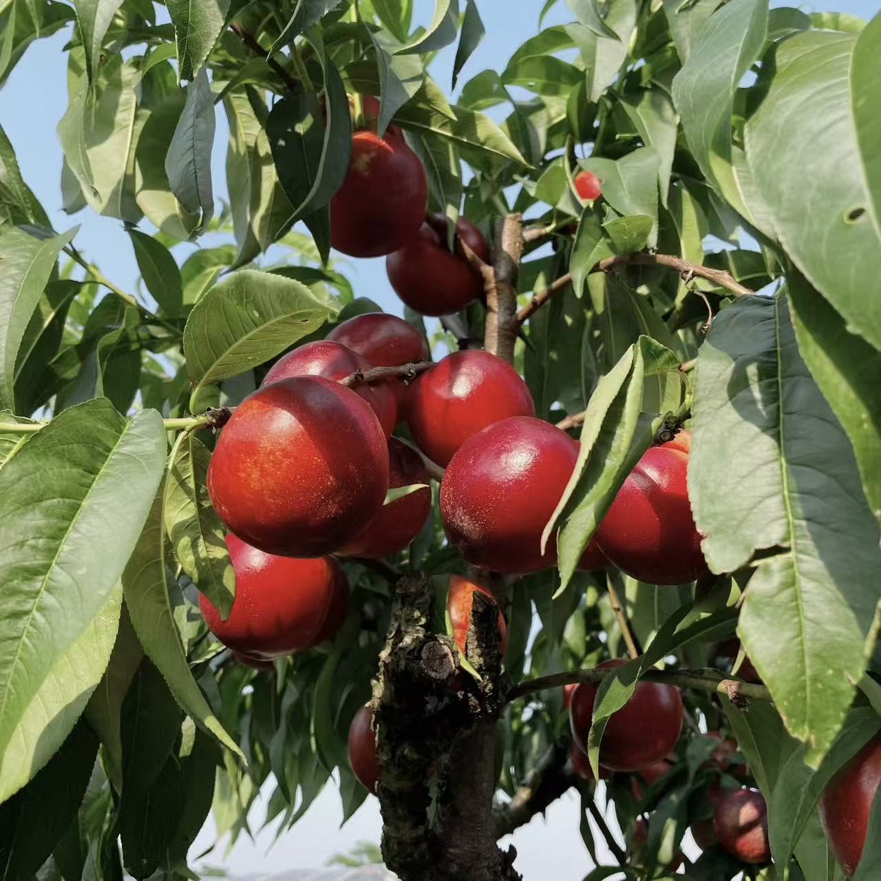 老孙果苗 早熟好管理红皮黄肉超甜丰产自花授粉嫁接油桃苗
