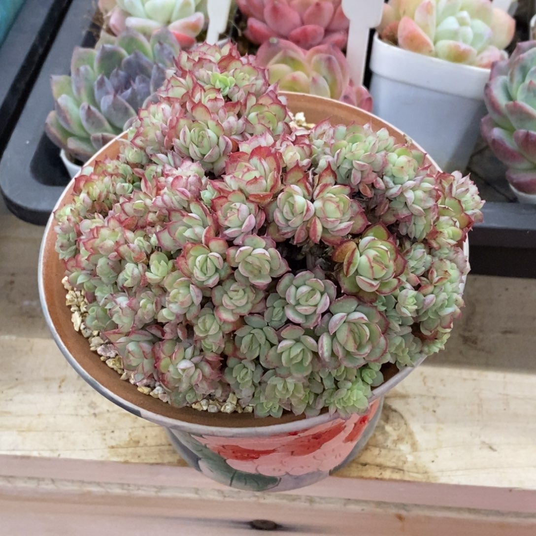 精品多肉一物一拍不包整195