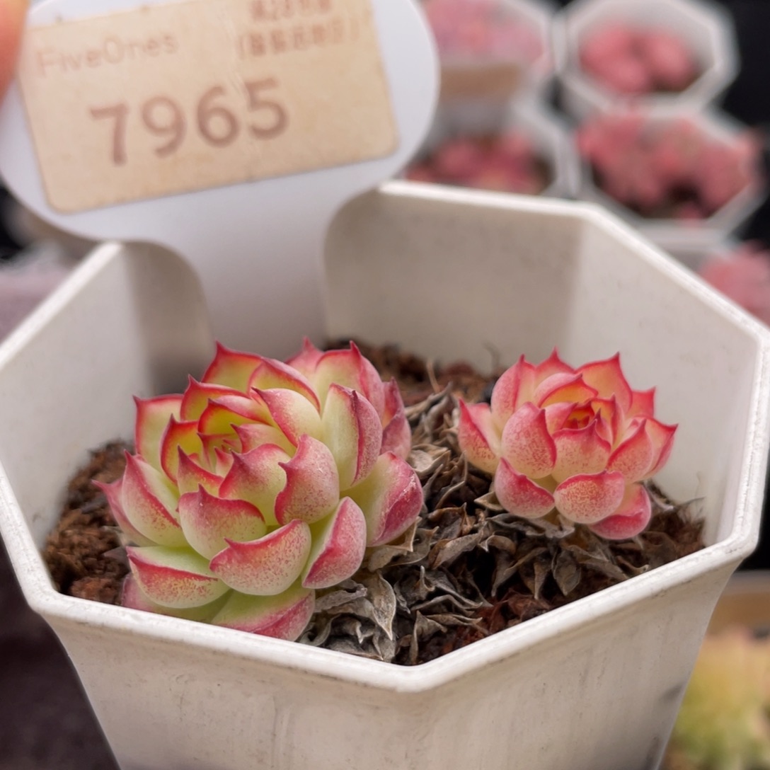 梦幻玫瑰7965-4.5厘米