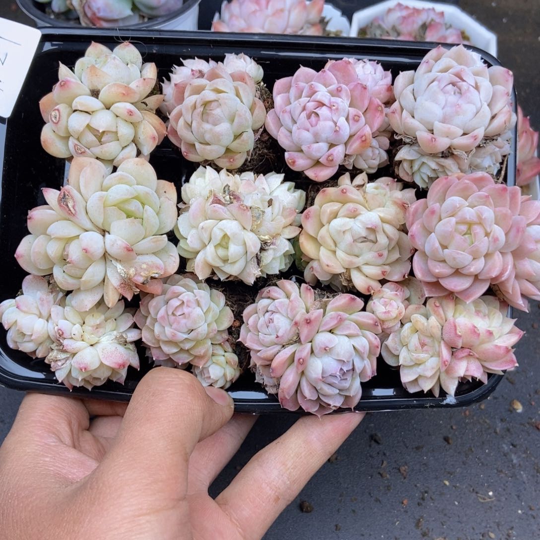 春泥家一单包邮N29