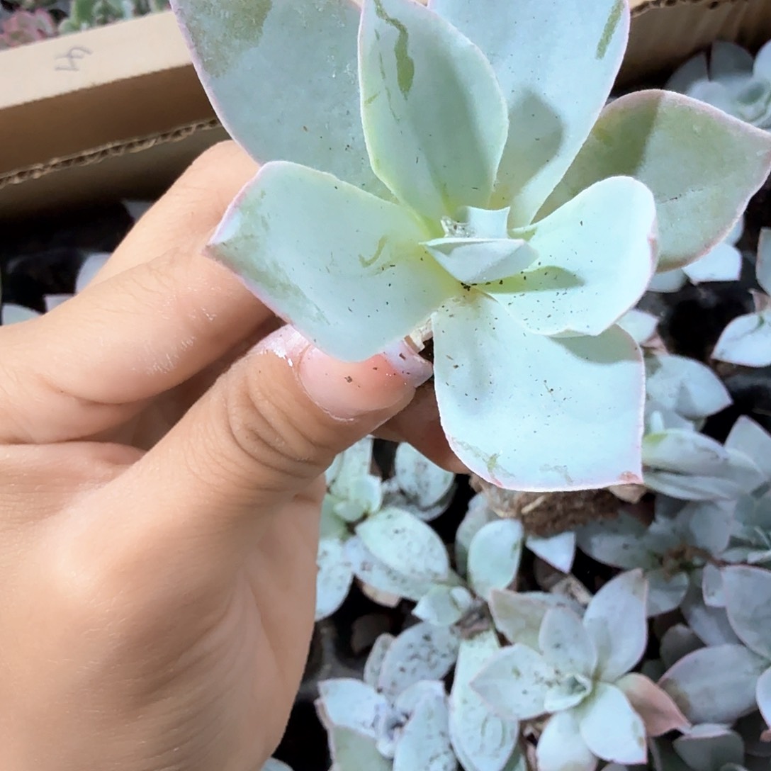 广寒宫穴苗 3颗一组