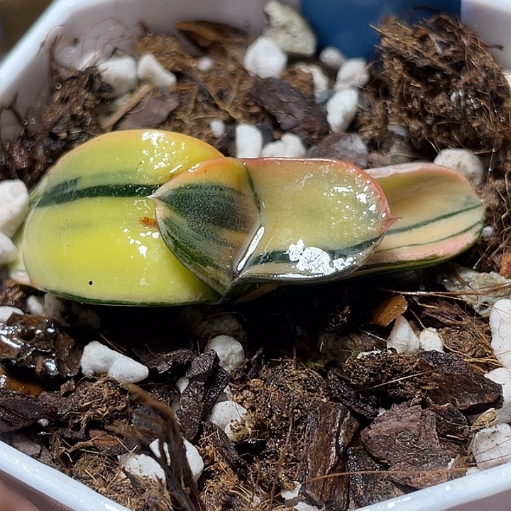 697卧牛锦特选福利