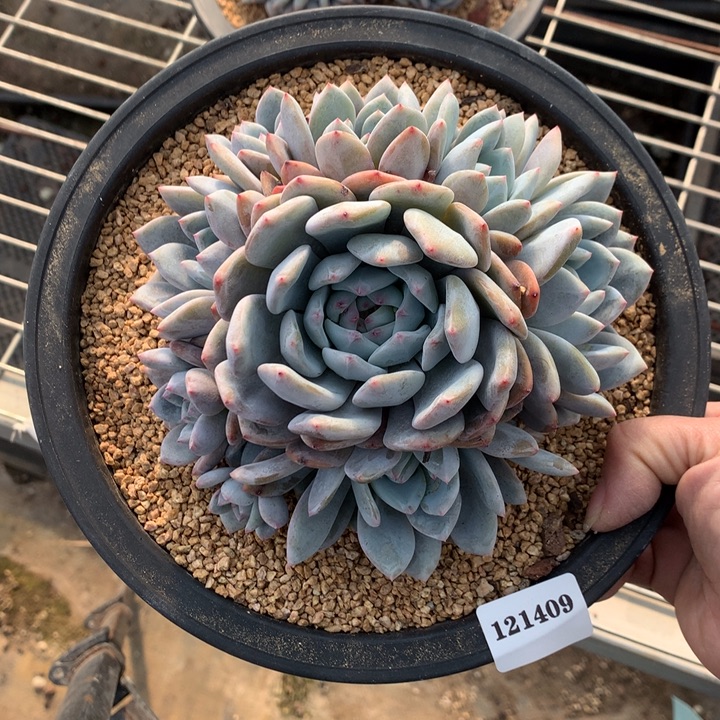 捂****121409嗯嗯嗯嗯嗯好喜欢两