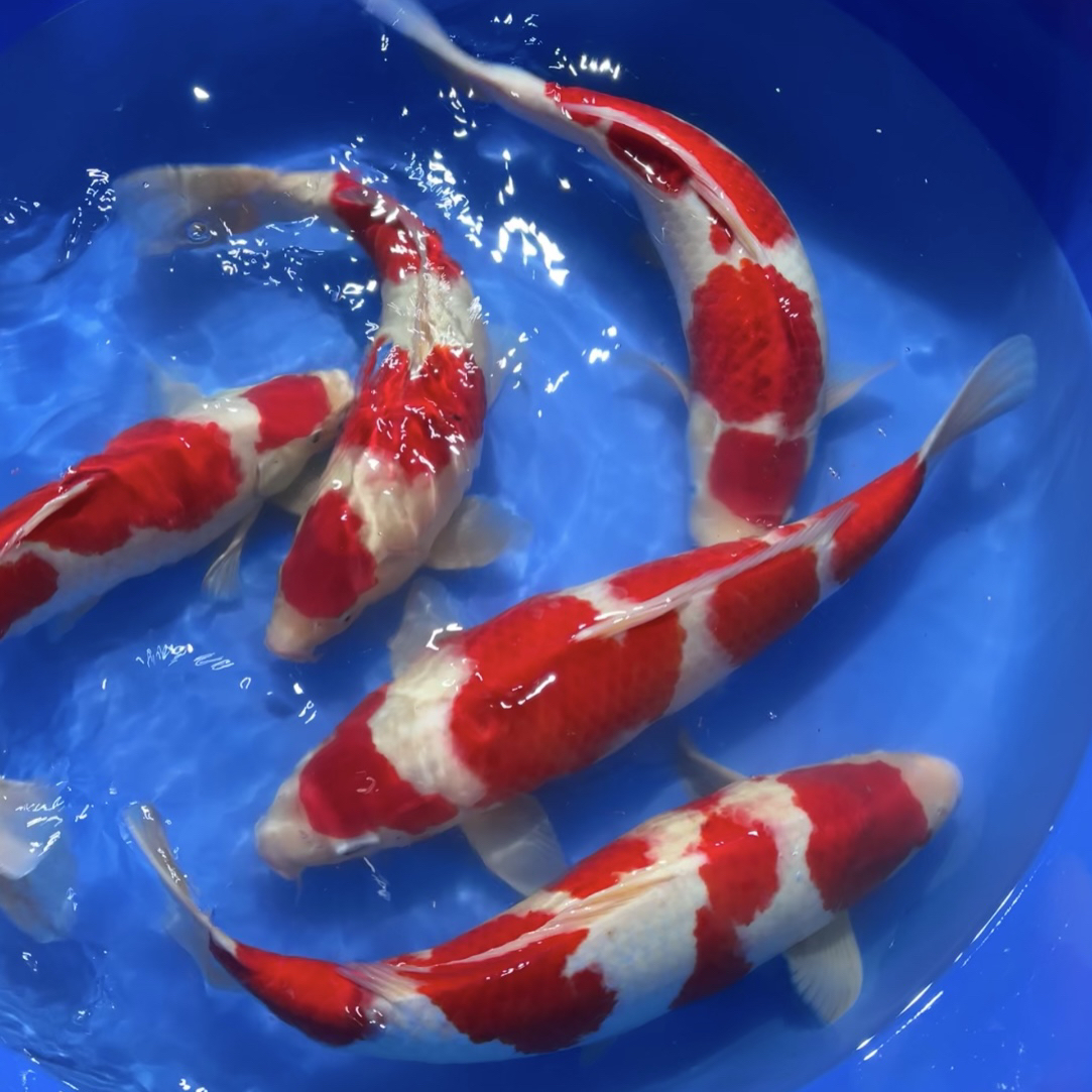 红白锦鲤鱼观赏鱼淡水观赏鱼以上图片皆为展示售卖以直播间为准