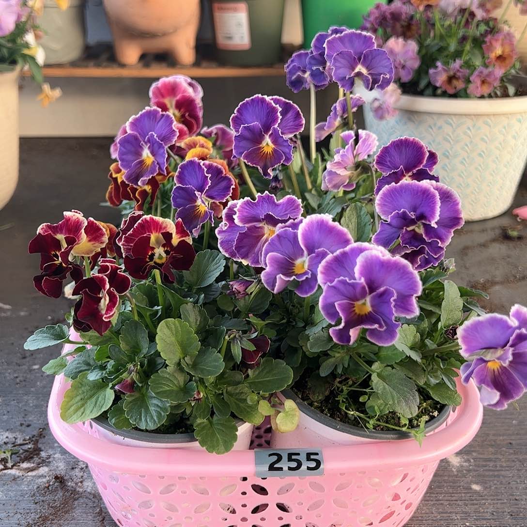 【闪购商品】255号