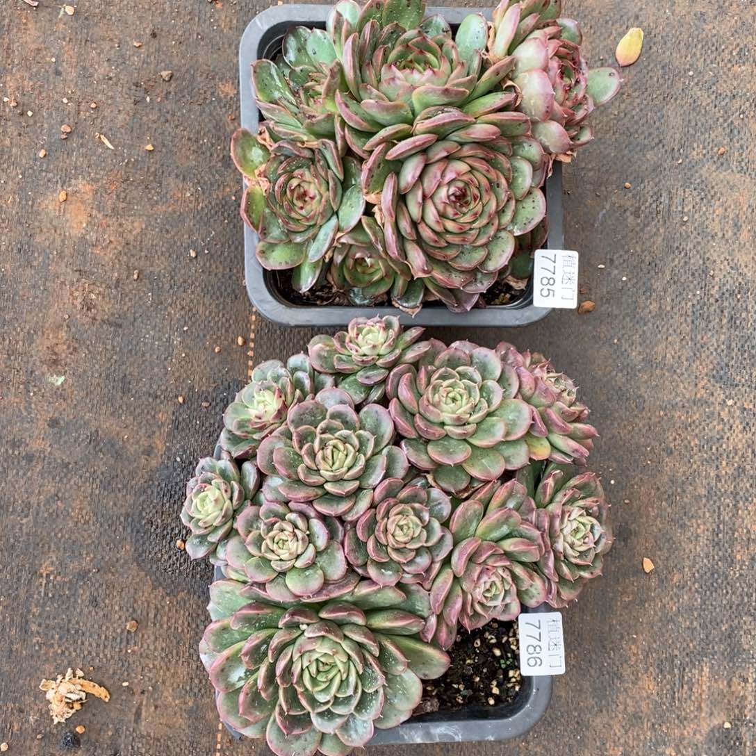 倾***8杂交精品多肉7785~7786