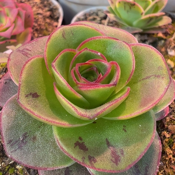 帕美mex各种 t705. 多肉