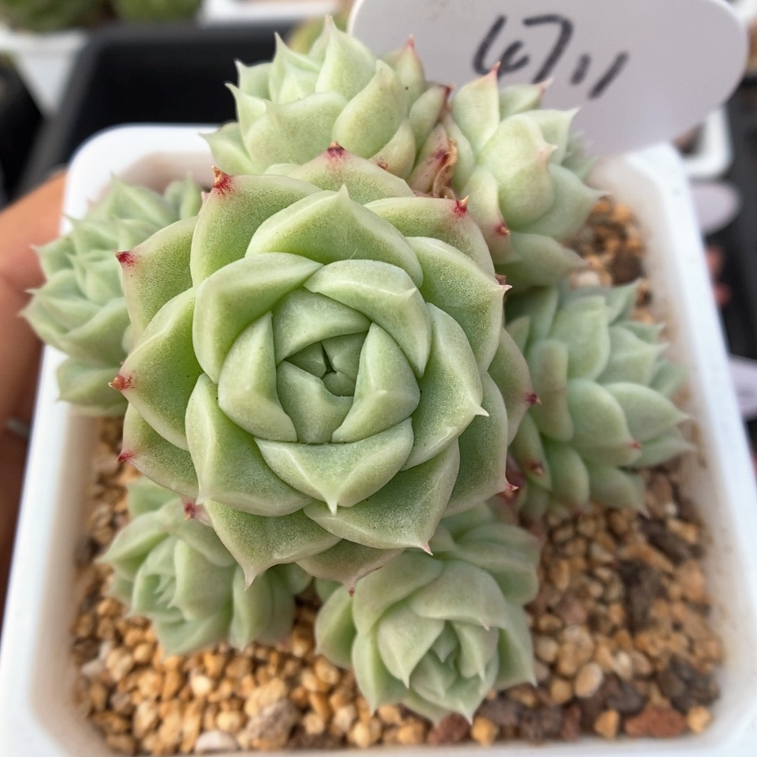 珍妮麦秆群生可拍4711号。  