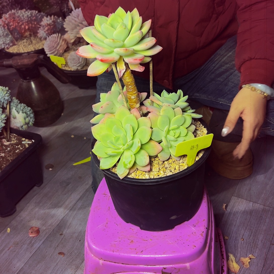 856号一物一拍脱土包邮