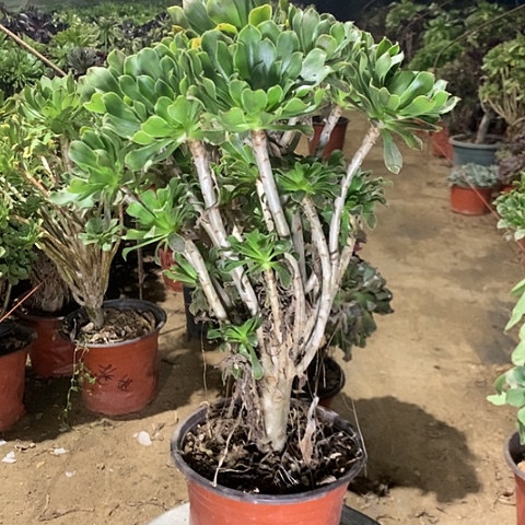 原始绿多肉植物法师37