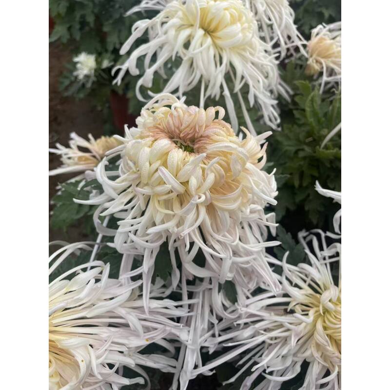 蜀国夫人菊花盆栽带花苞好养易活庭院阳台