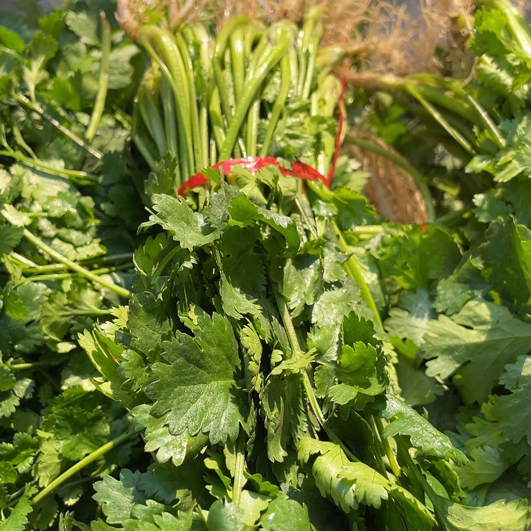 中国大陆家乡的香菜4两左右