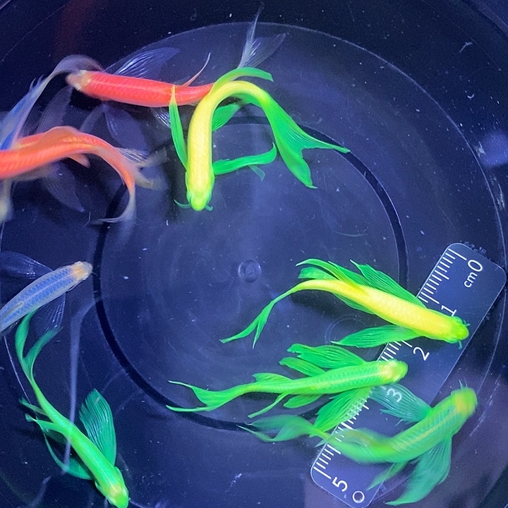 斑马鱼蝶翼斑马微瑕疵练手鱼3.5厘米10条