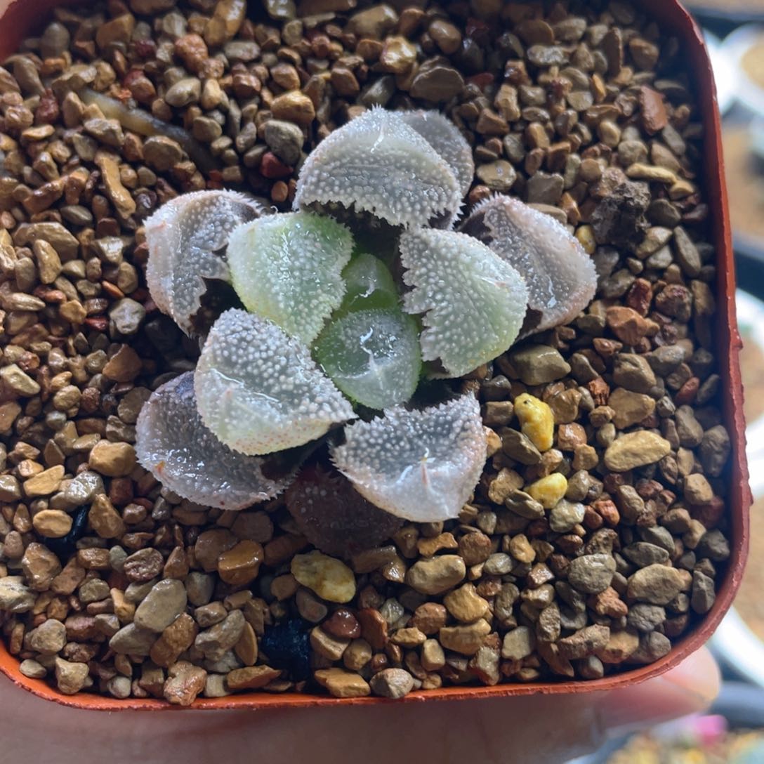 14.十二卷多肉全窗白化白帝城寿。  