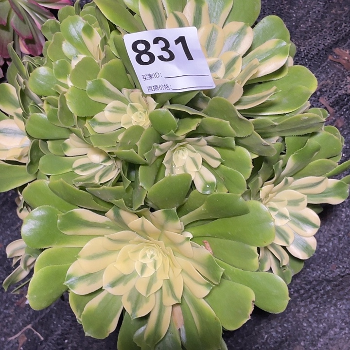 831西尼亚法师3-17