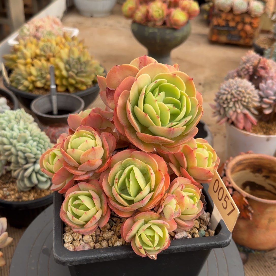 0057。     碧桃手捧多肉