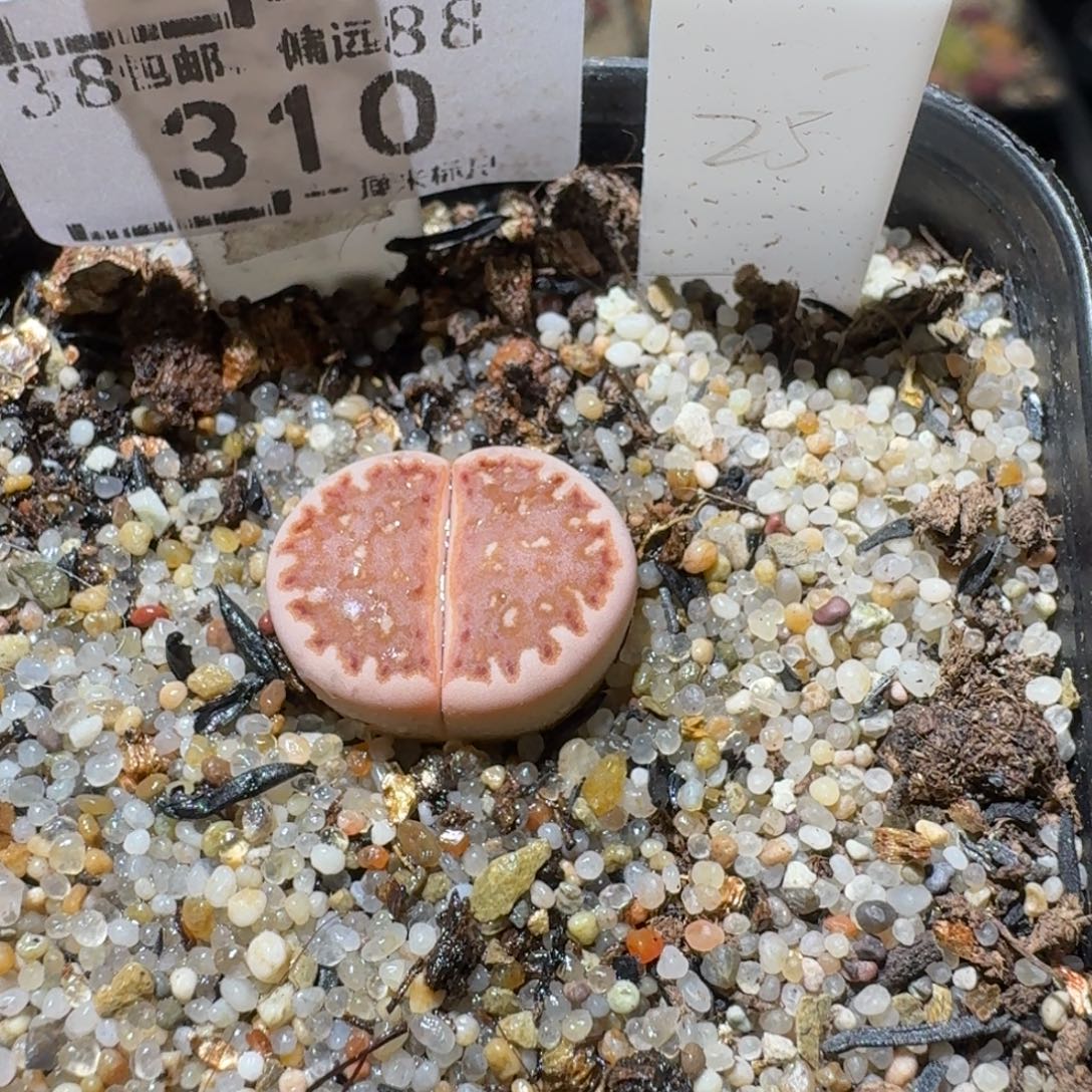 Sss精品便宜出310豹纹饼