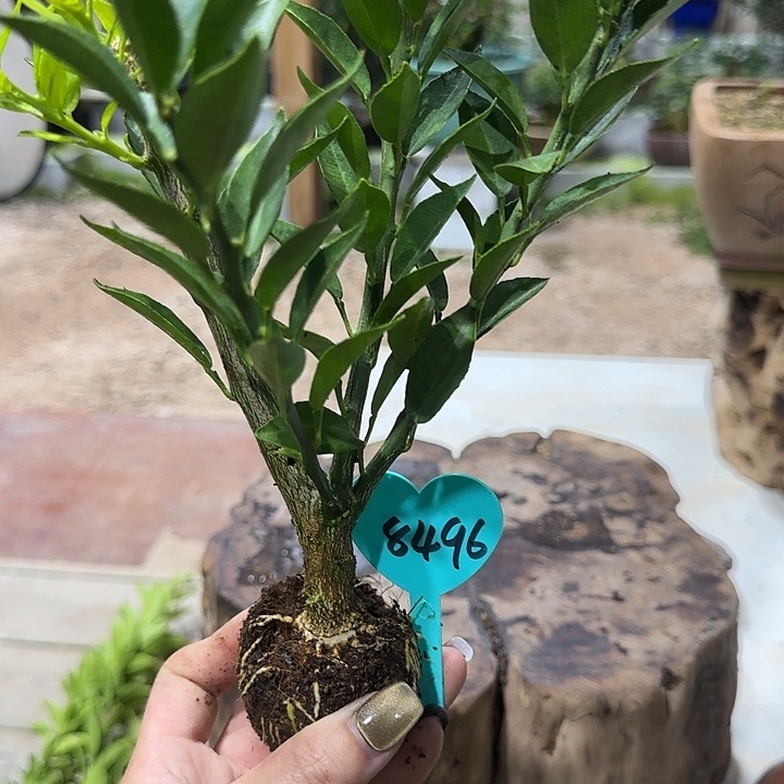 风***星直播间八房柑一物一拍