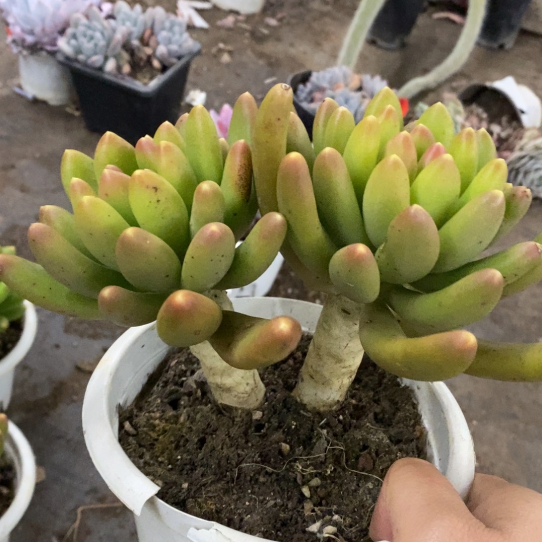 金蝉双头起发老桩