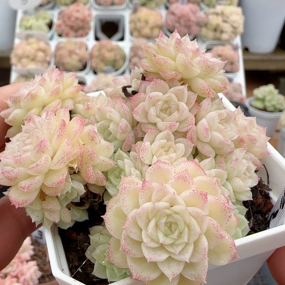 【闪购商品】0204-75（m1-455-2）