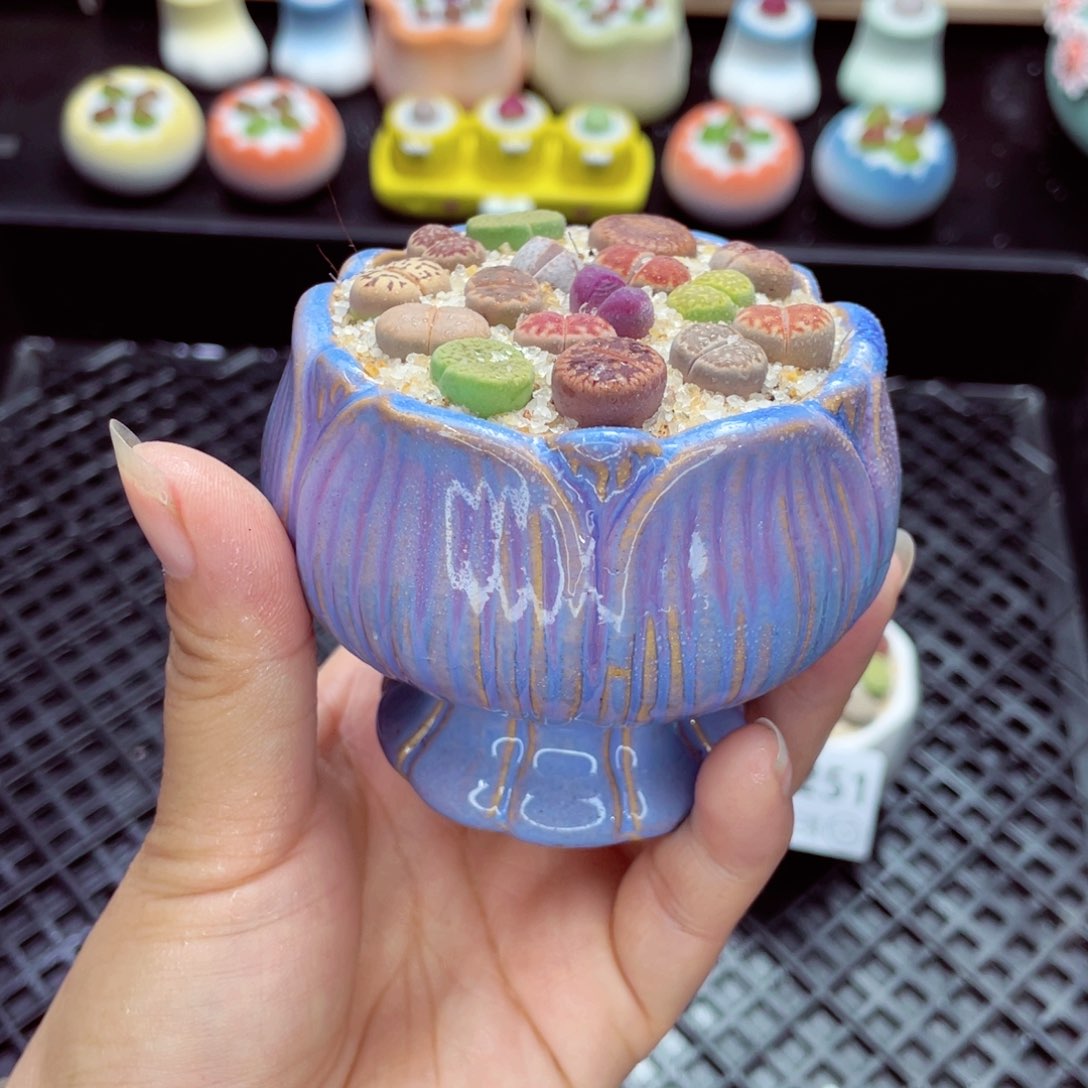 w2253 带盆土发货一物一拍