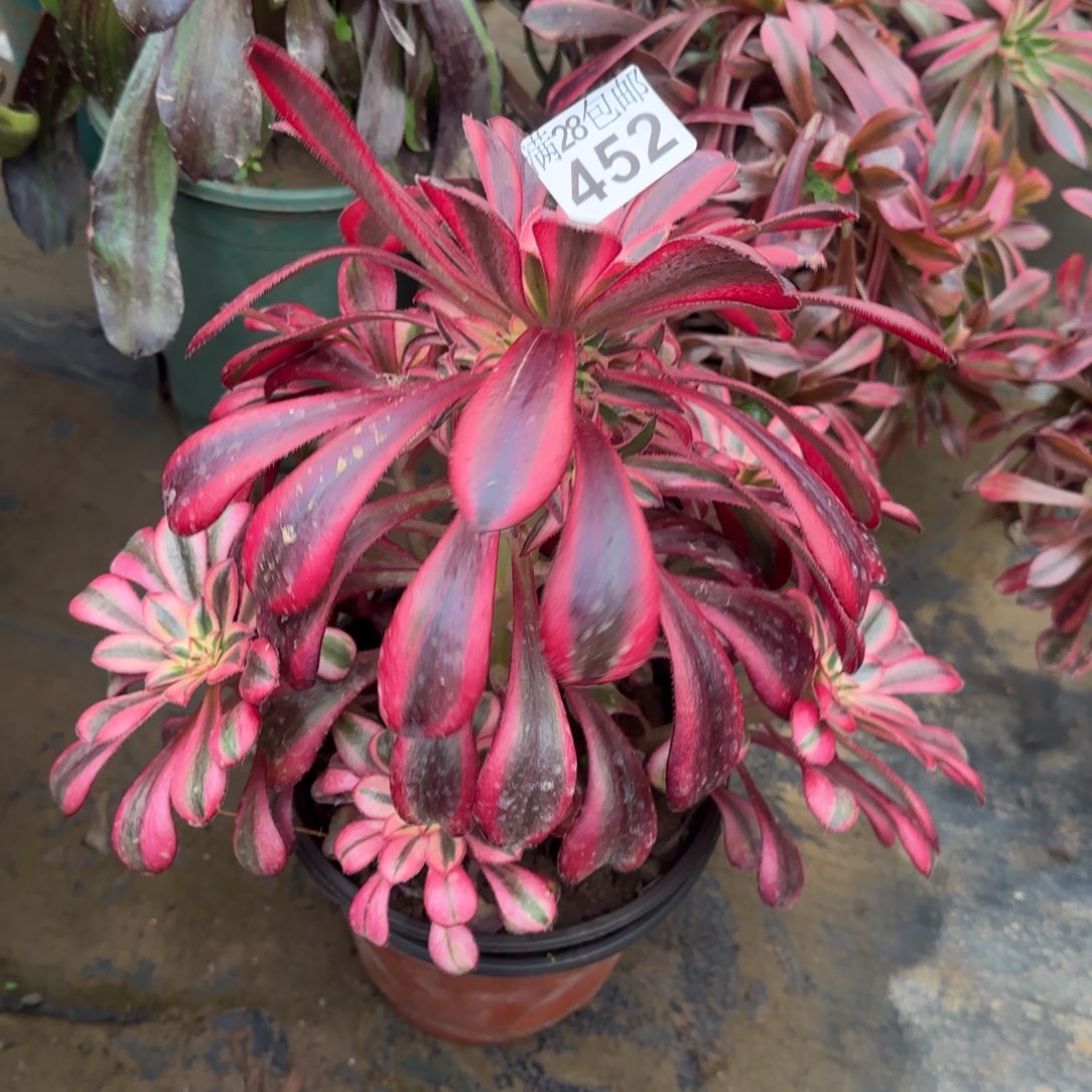 香奶奶多肉452满28包邮断枝不包