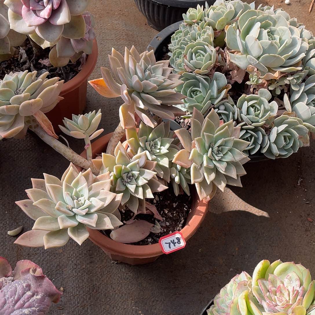 748血色黄昏一物一拍多肉