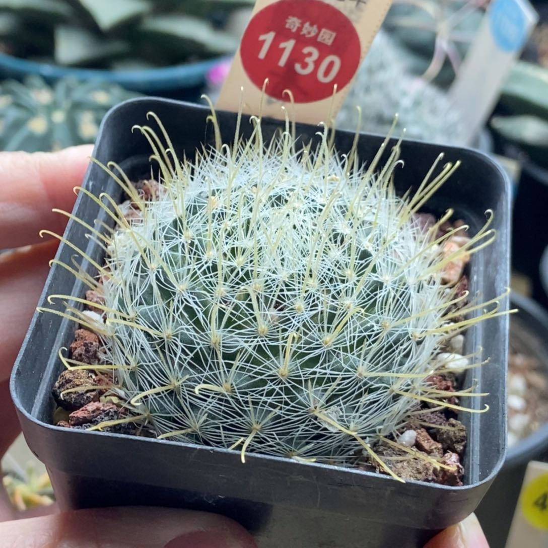 实生狂刺阳丸5cm一棵仙人球