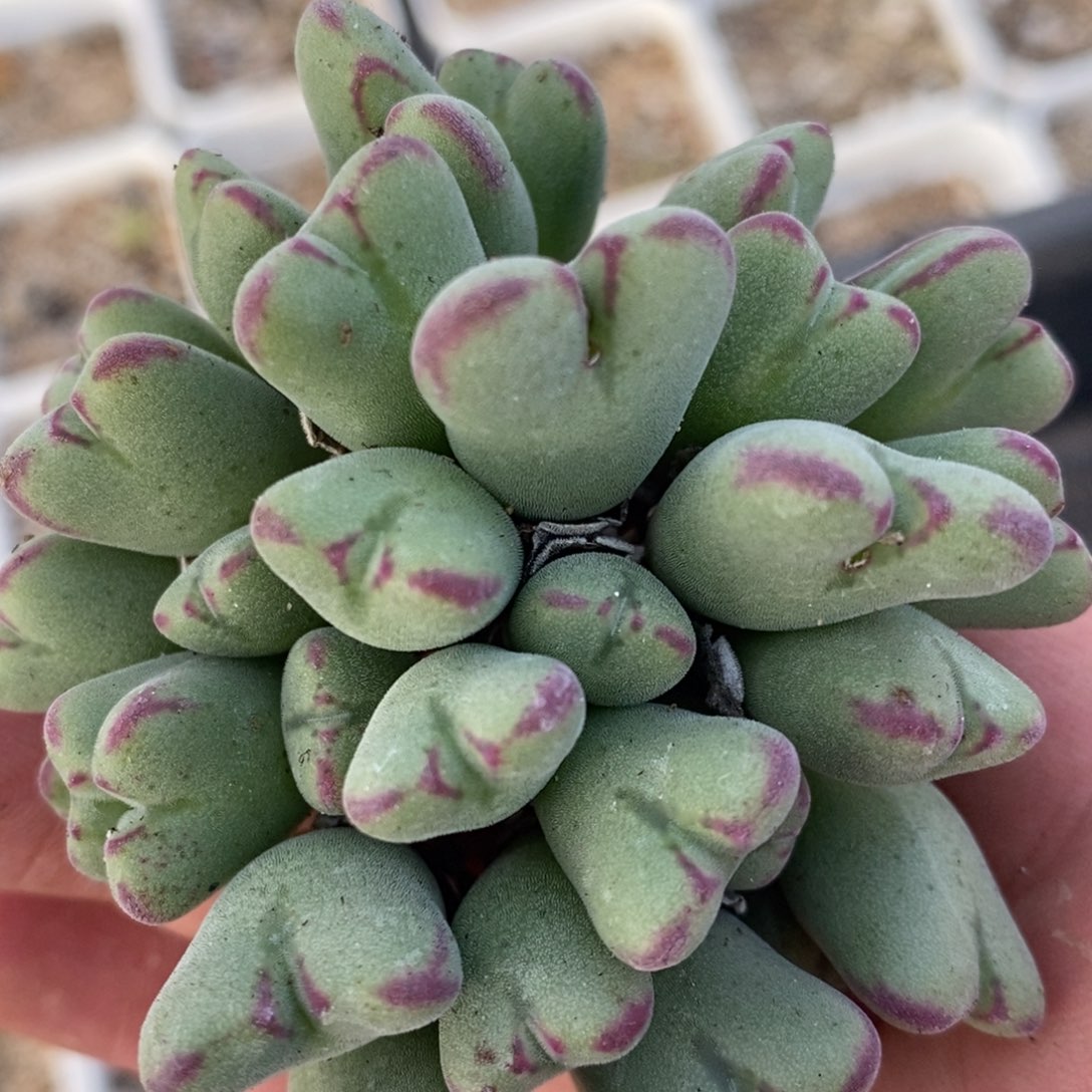 1375沙文利亚一颗