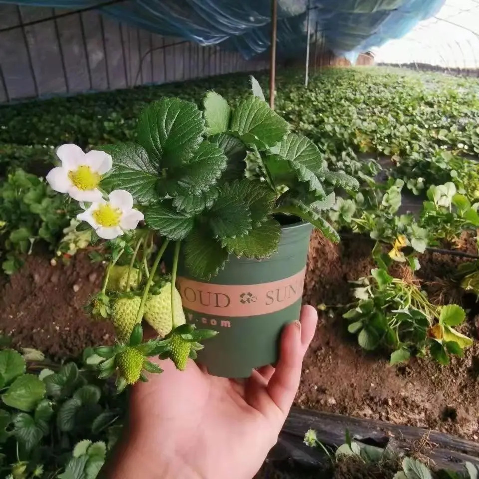 L【带花带果栽好发货】草莓苗奶油水果盆栽苗四季开花结果庭院植物