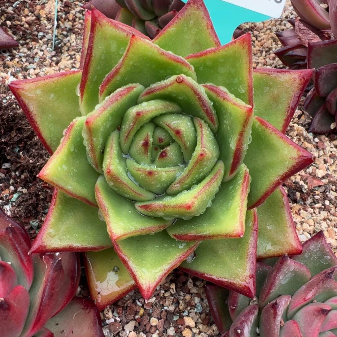 从前慢多肉精选编号0116.113