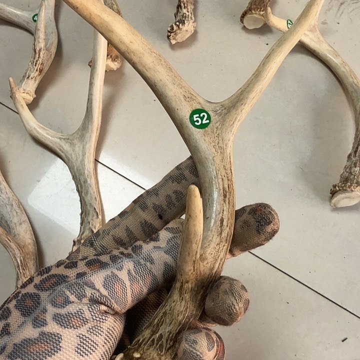 香榧木工艺品鹿角手把件