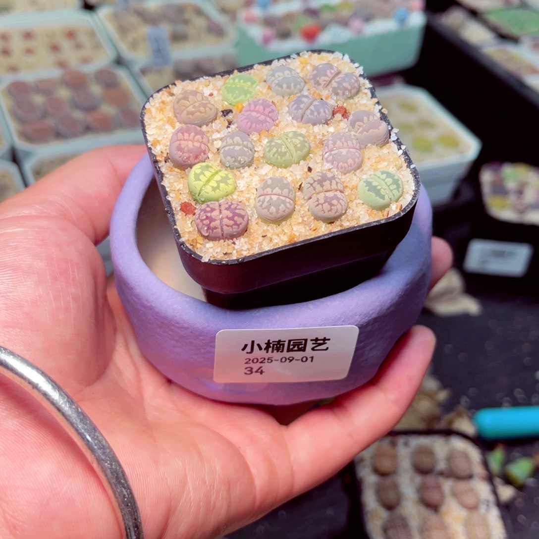 8***惜34号带盆包邮发货