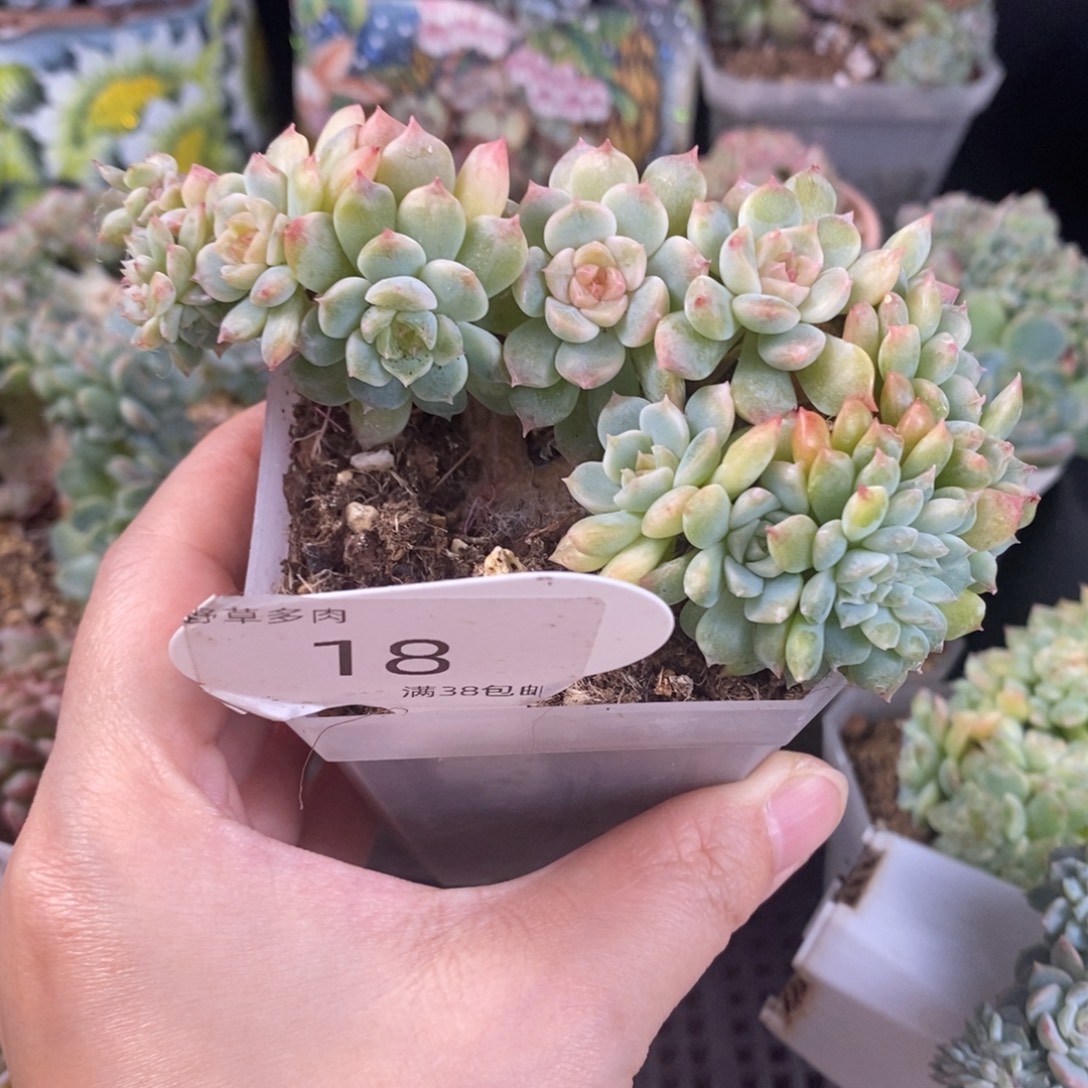 冰魄十多头嫁接小树18号