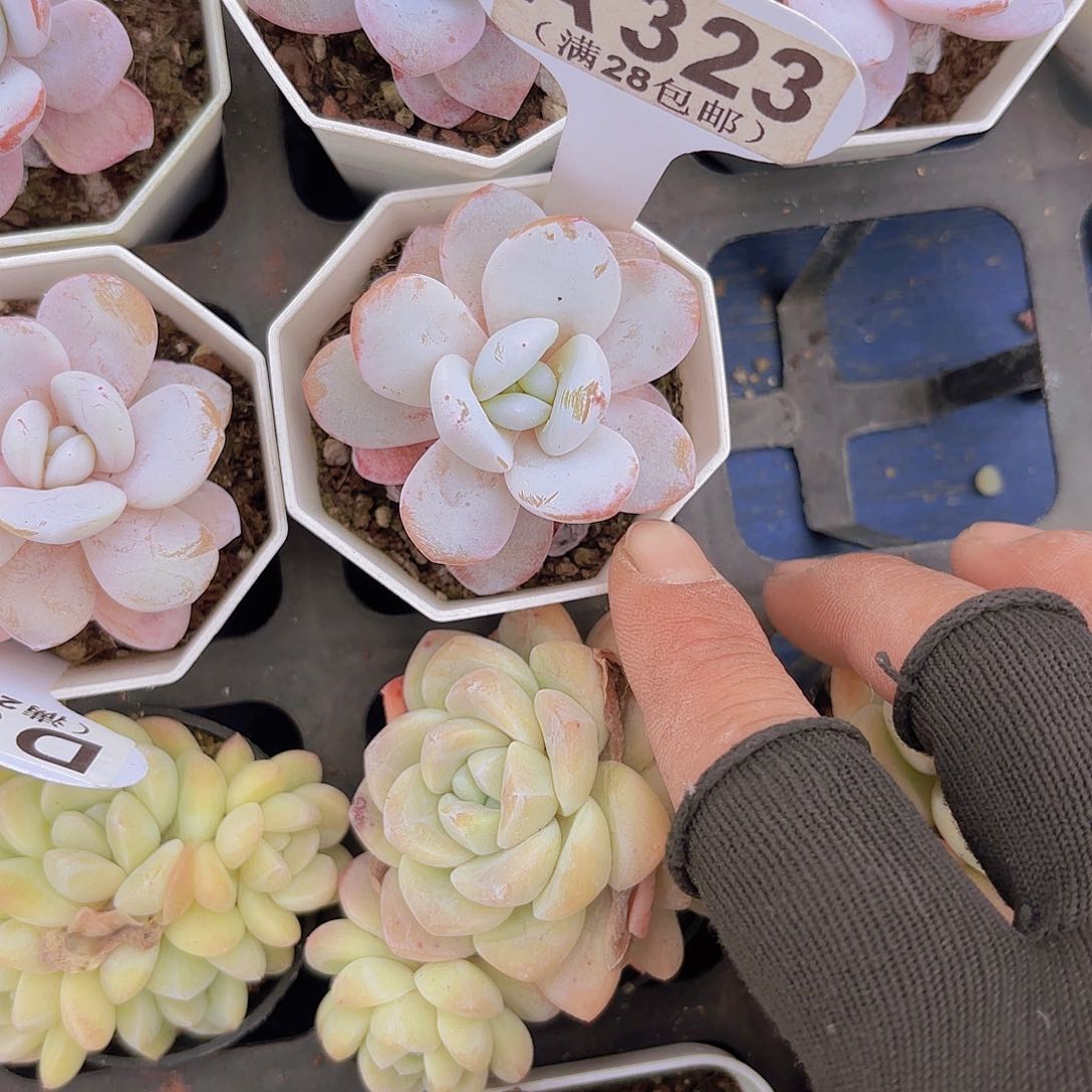 A323粉雪莲一物一拍