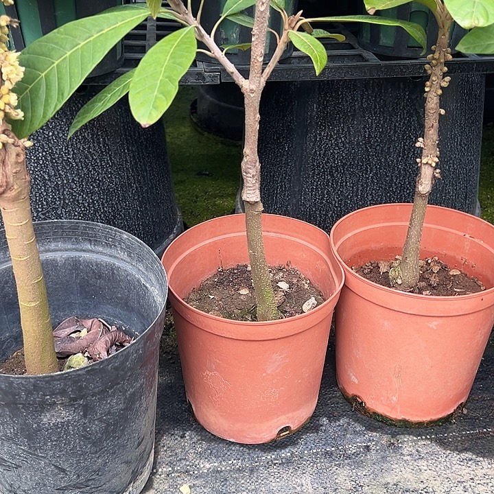 杨***姐金钻凤梨373686856898