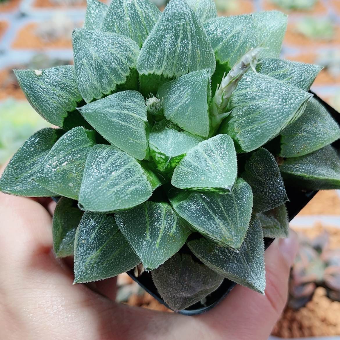 【闪购商品】雪姬磨面