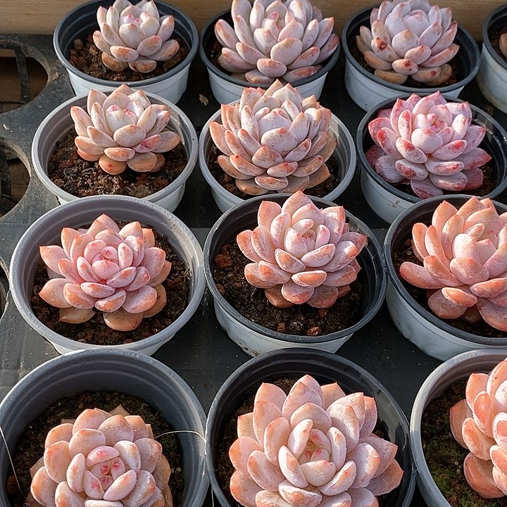 83雪天使 单头 福利多多