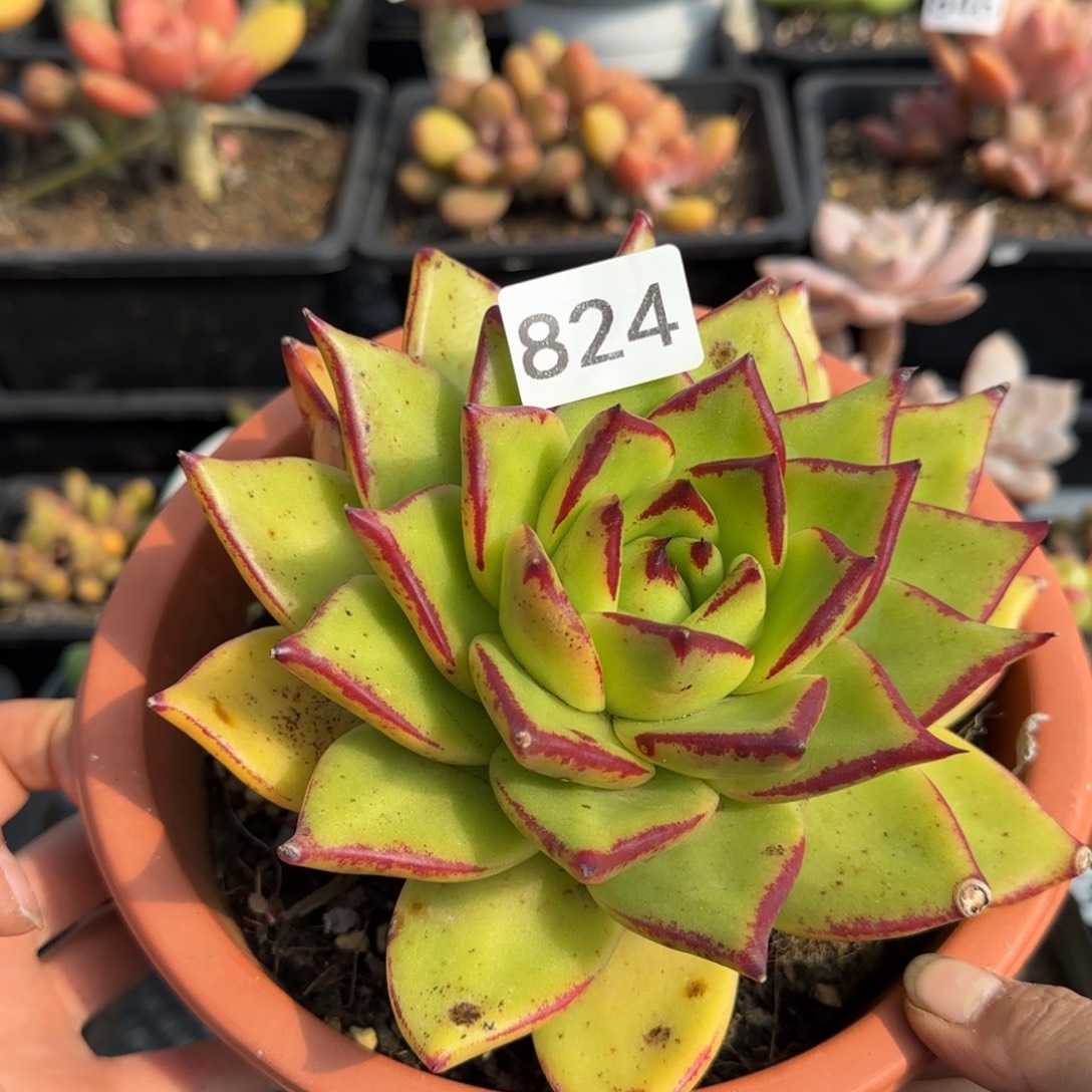 824号一物一拍一物一拍