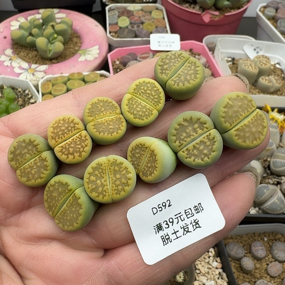 592多肉哈哈哈哈哈哈不好