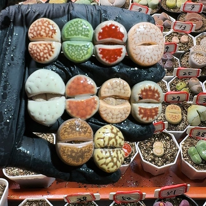 生石花12544。 556