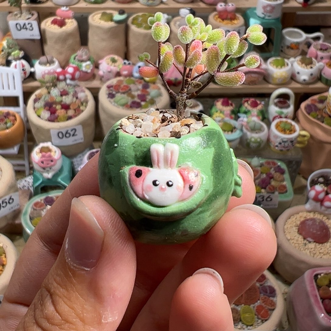 多肉植物87号枝干